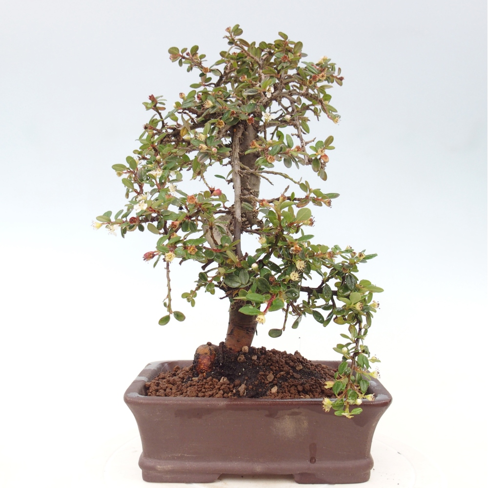 Vonkajší bonsaj-Cotoneaster dammeri - Damerova skala