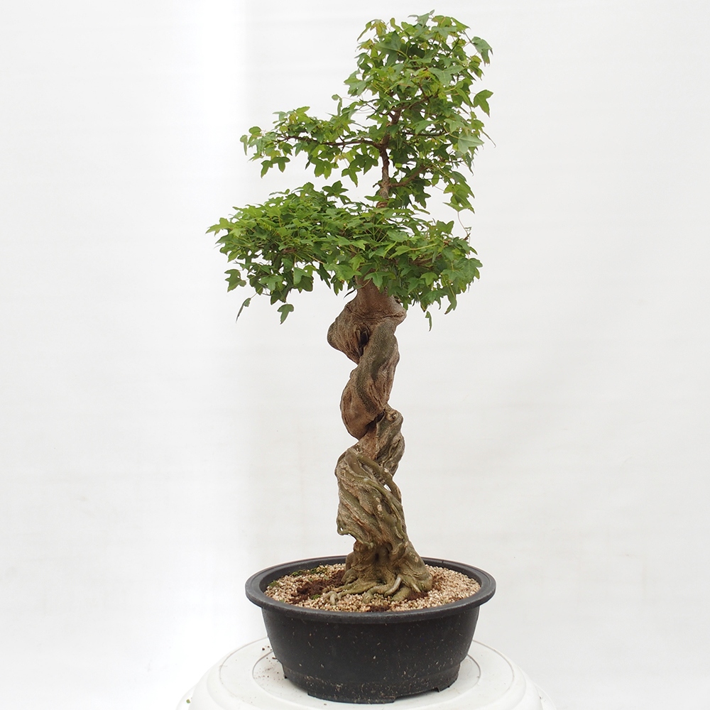 Vonkajšie bonsai - Javor Buergerianum - Javor Burgerův