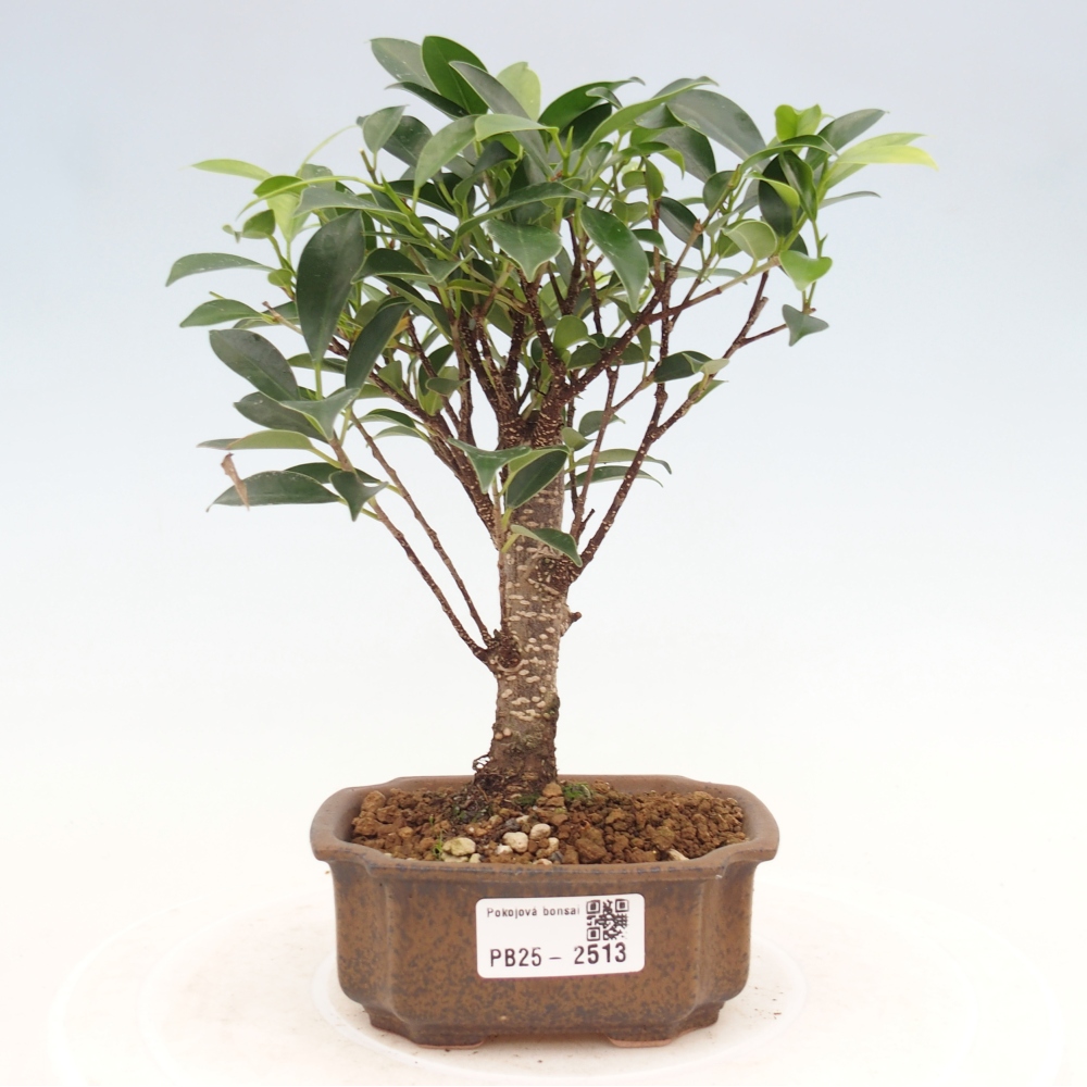 Izbová bonsai - Malolistý fikus - Ficus kimmen