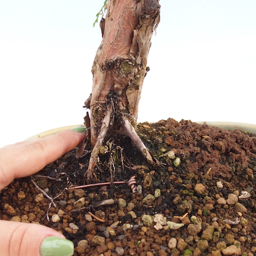 Vonkajšie bonsai - Juniperus chinensis Kishu -Jalovec čínsky