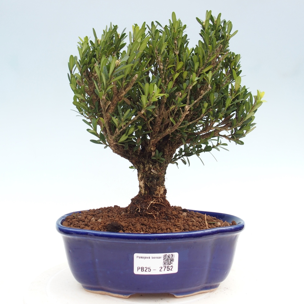 Izbová bonsai - Buxus harlandii - korkový buxus