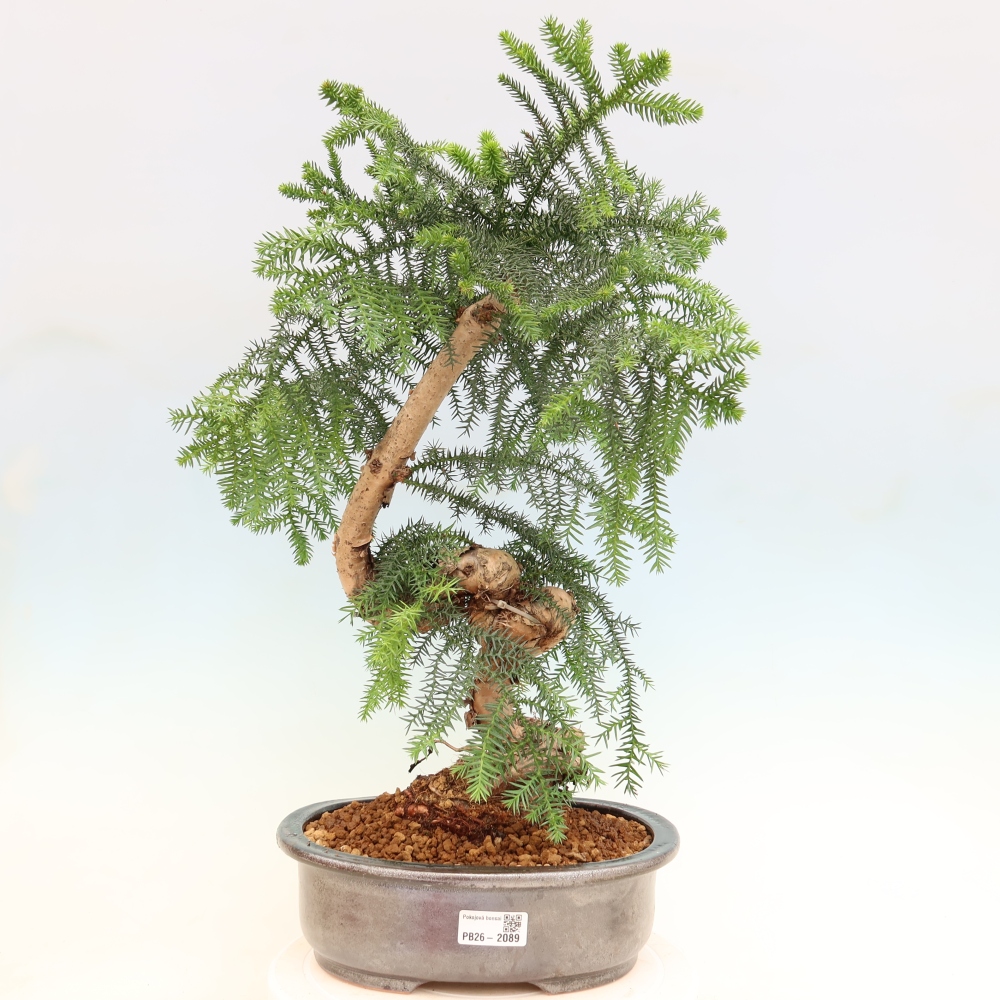 Izba bonsai – Araukária – izba smreček