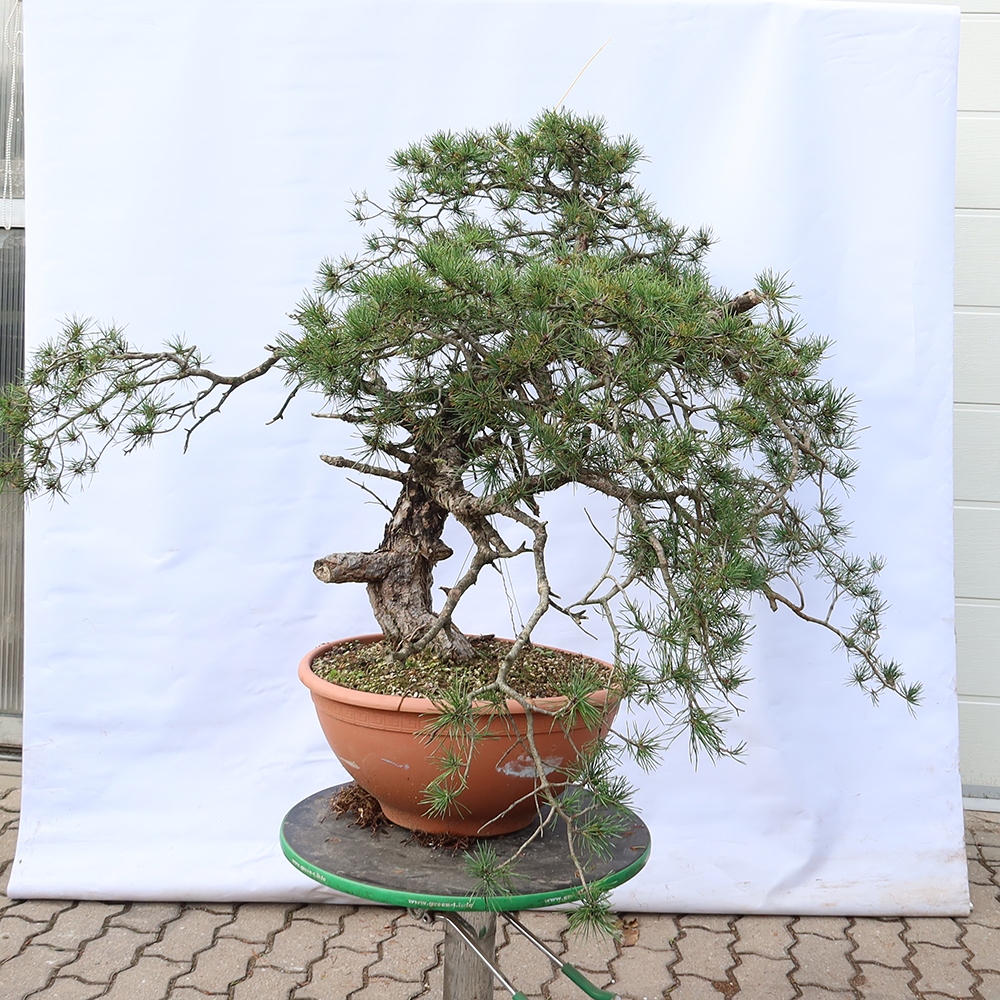 Pinus sylvestris Španielsko – borovica lesná