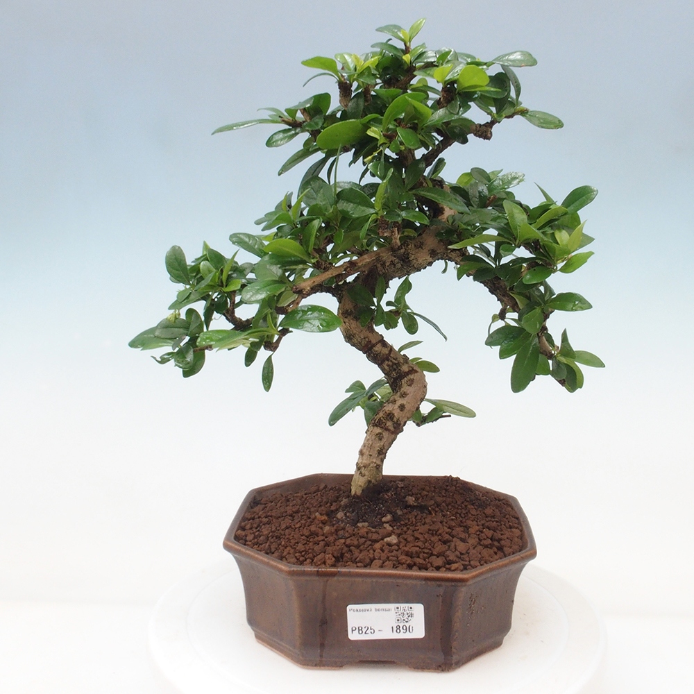 Izbová bonsai - Carmona macrophylla - Čaj fuki