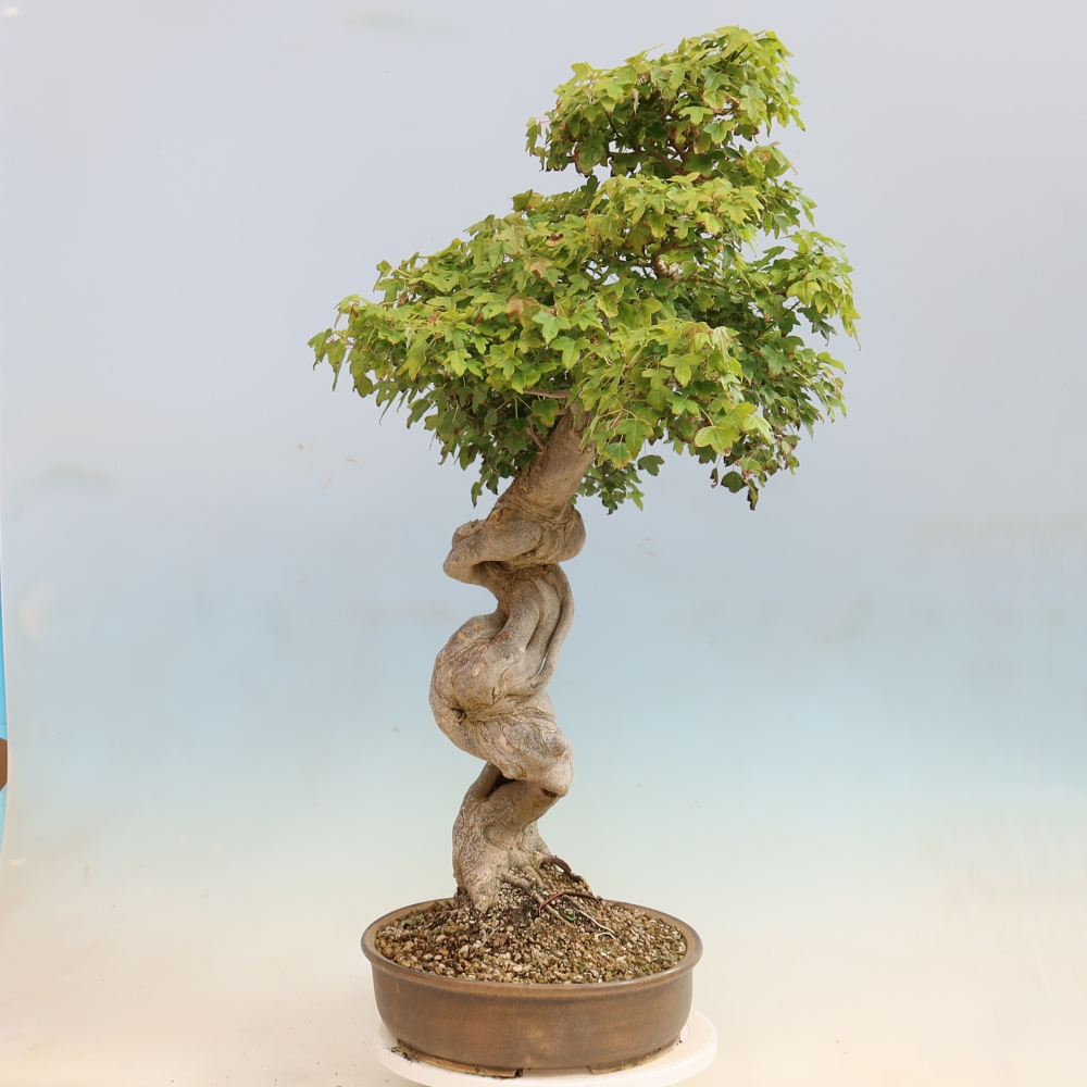 Vonkajšia bonsaj - Acer Buergerianum - Hamburgerový javor