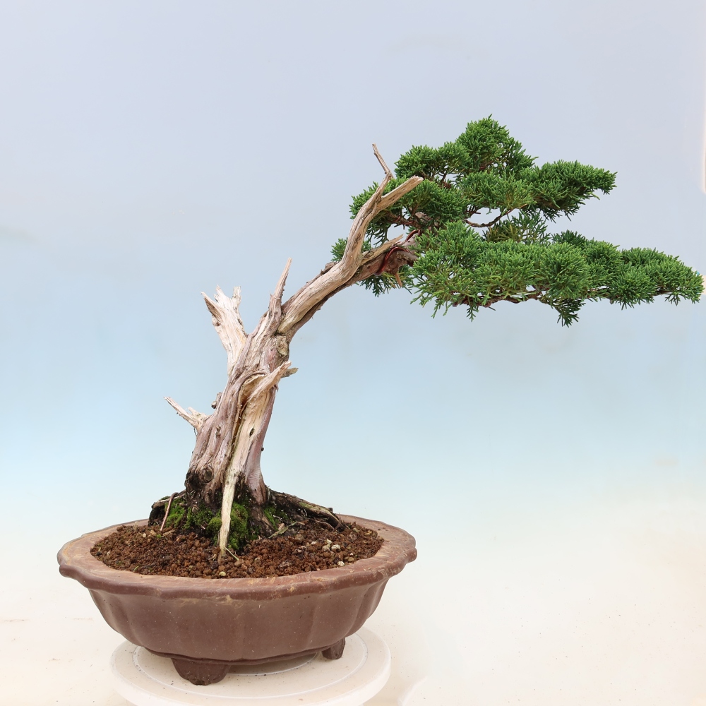 Vonkajší bonsaj - Juniperus chinensis Kishu