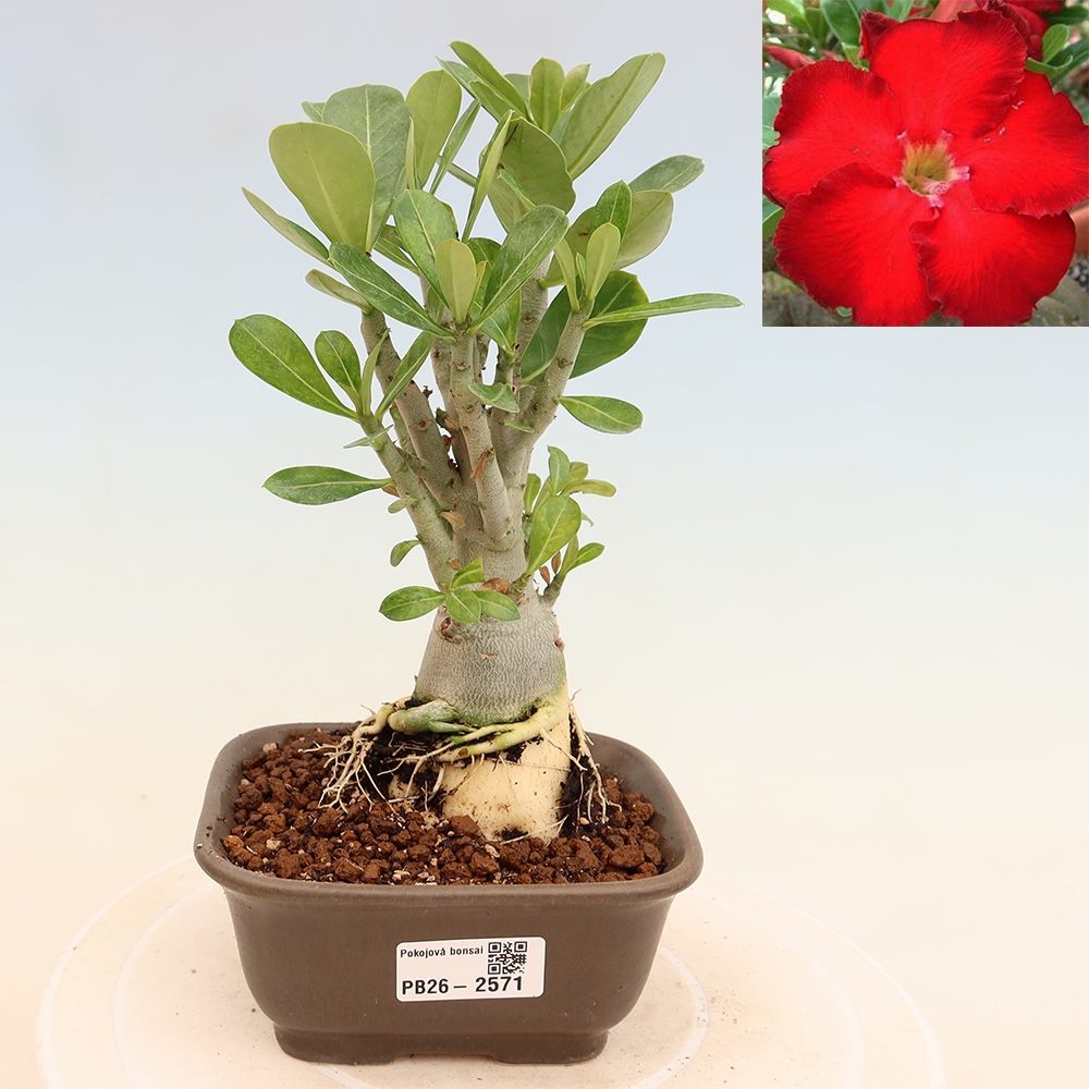Izba bonsai – Adenium obesum Red Star – Púštna ruža