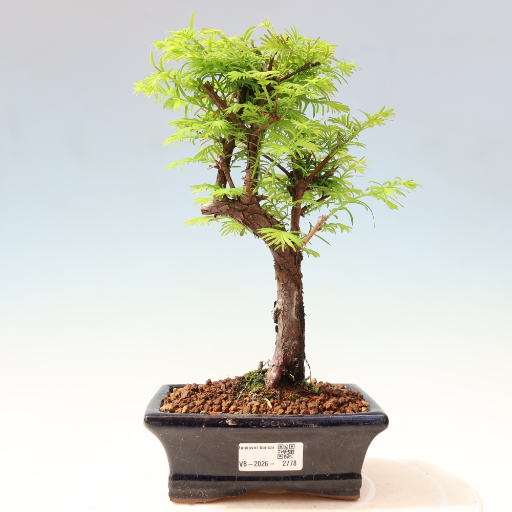 Vonkajšie bonsaje - Metasequoia glyptostroboides - čínska metasekvoja