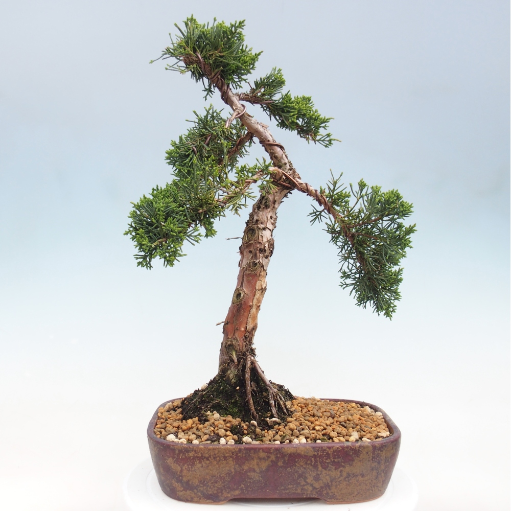 Vonkajší bonsaj - Juniperus chinensis Kishu