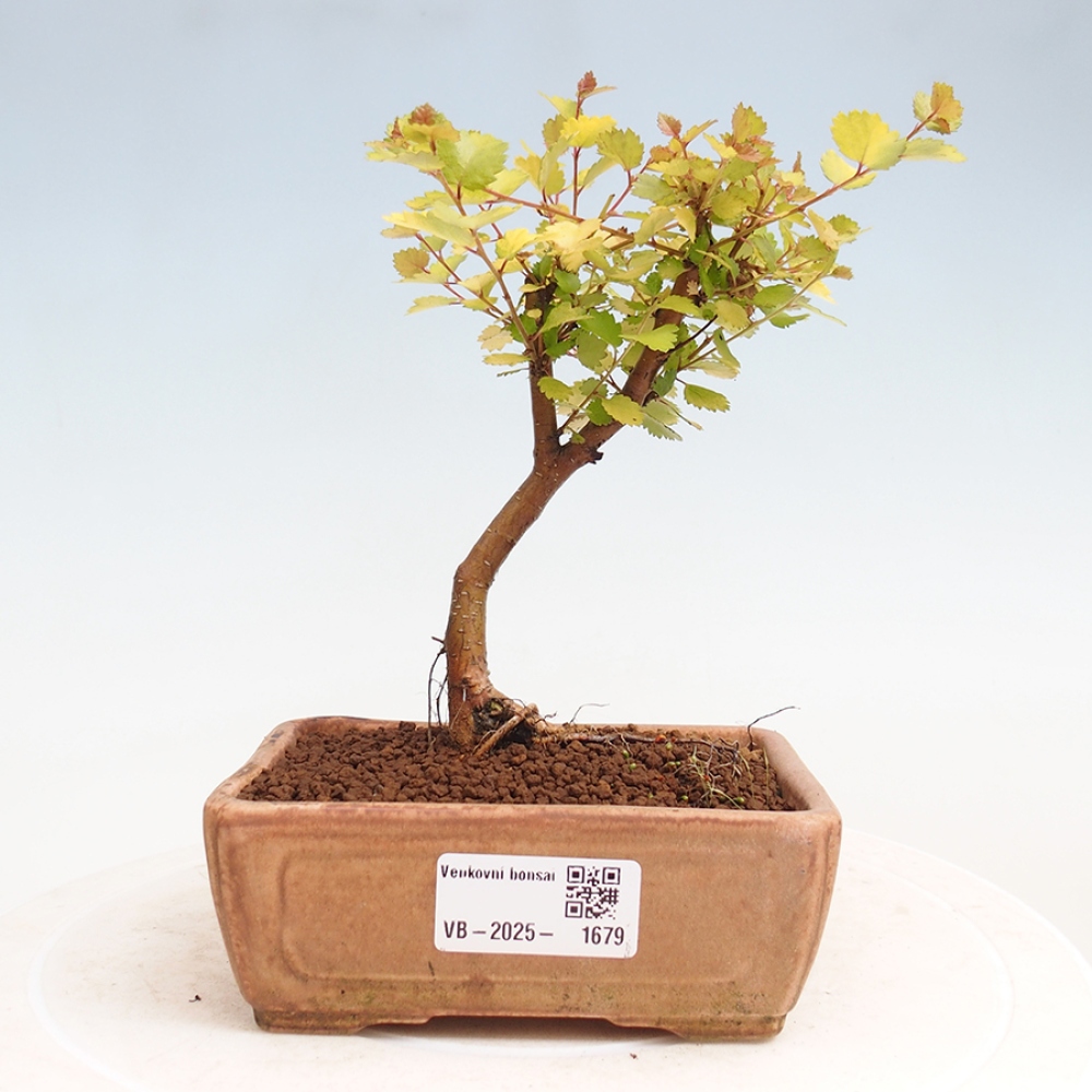 Vonkajší bonsai - breza trpasličí - Betula NANA Treasure