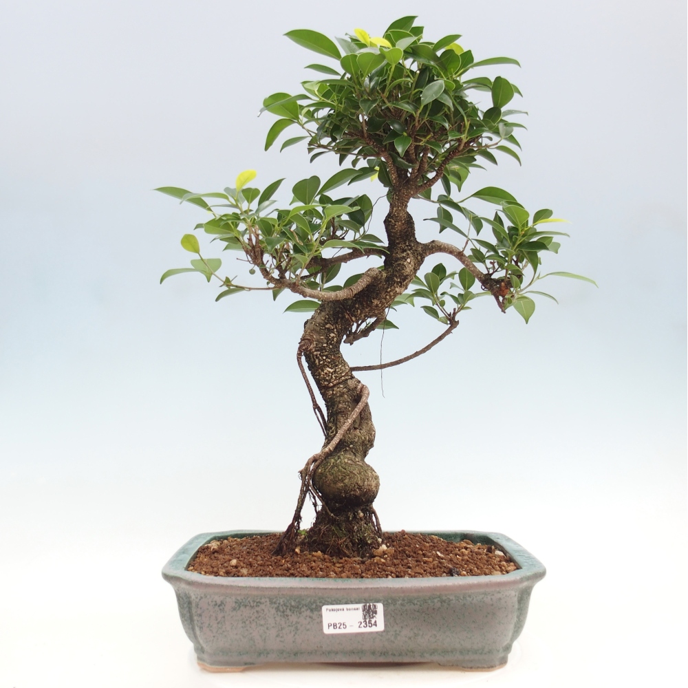 Izbová bonsai - Ficus kimmen - malolistý fikus