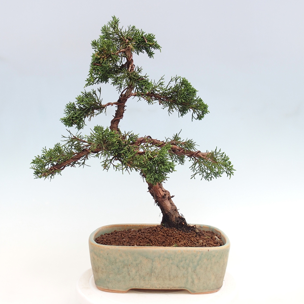 Vonkajšie bonsai - Juniperus chinensis Kishu -Jalovec čínsky