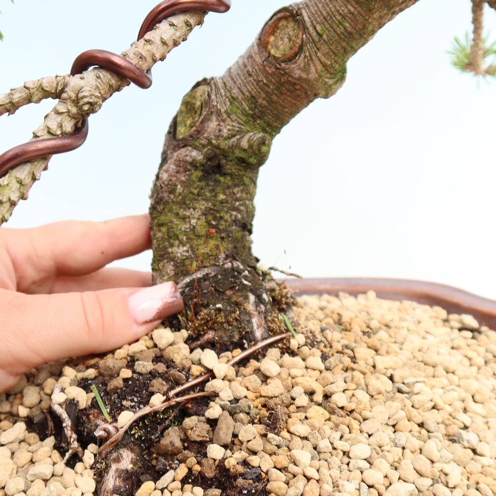 Vonkajšie bonsaje – Pinus mugo Humpy – borovica krivá