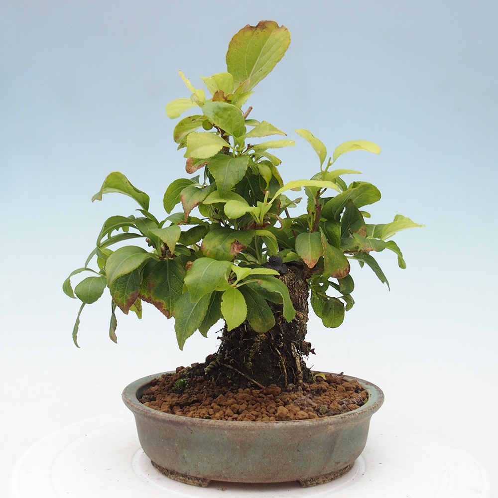 Vonkajšie bonsai - Celastrus Jesenec