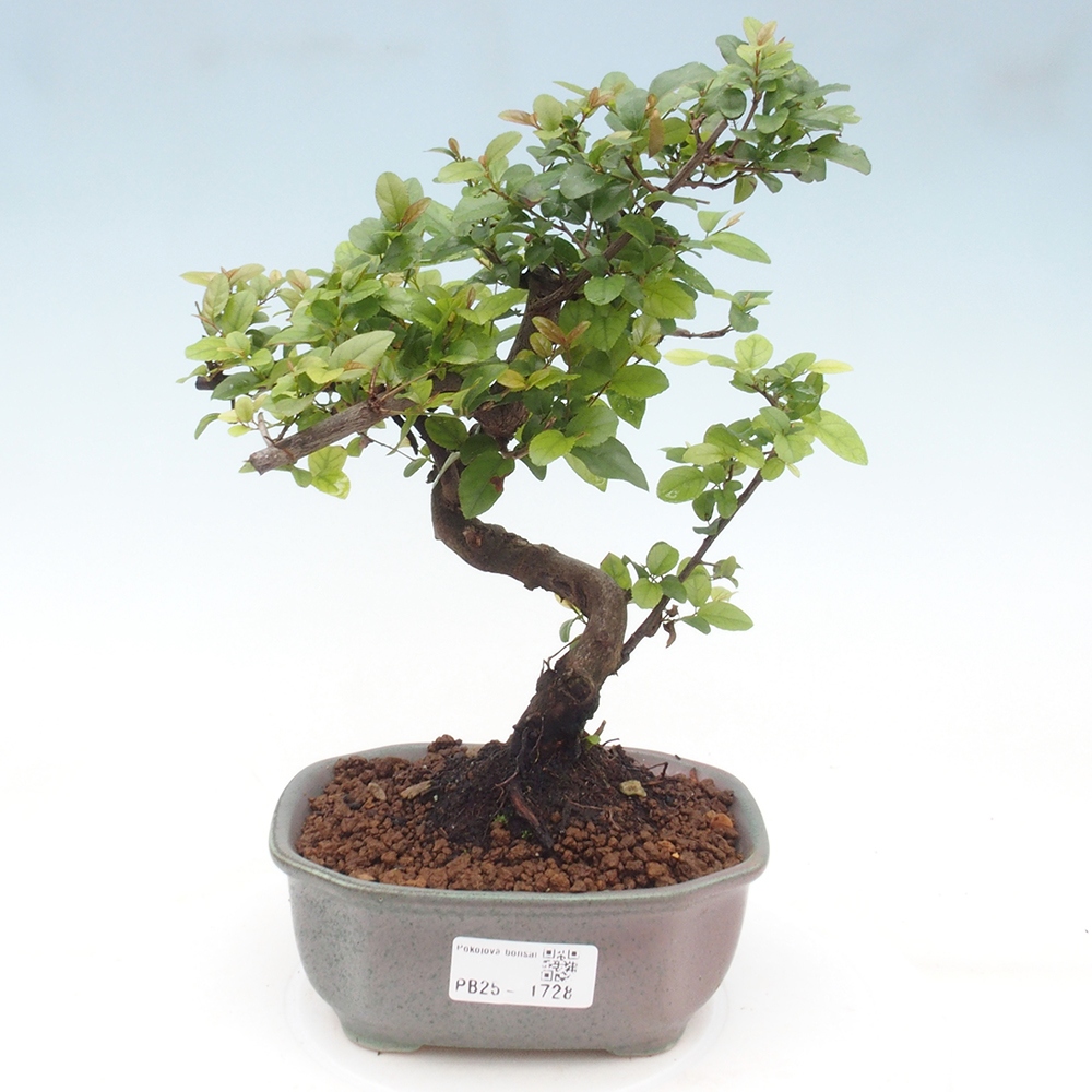 Izbová bonsai - Sagerécie thea - Sagerécie thea