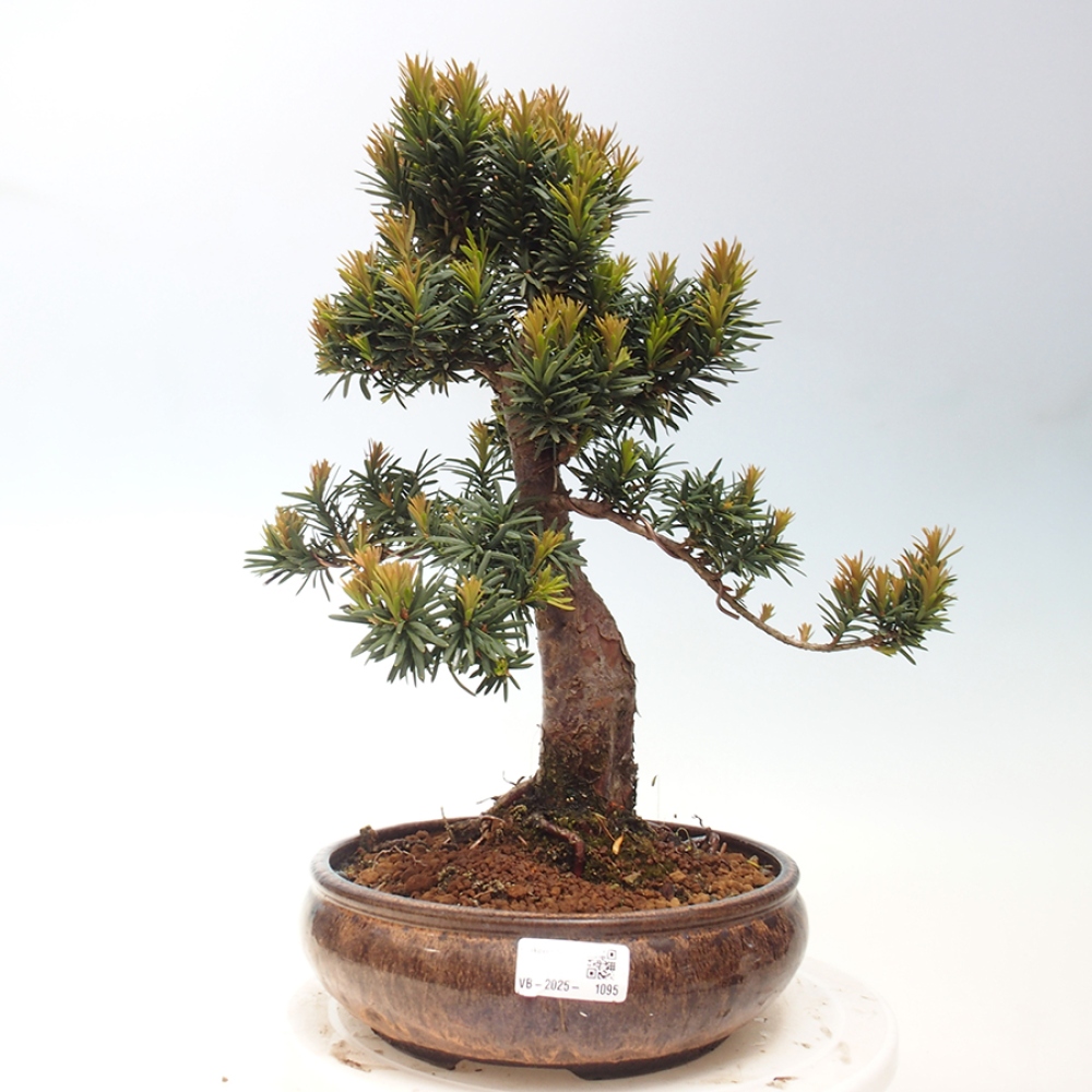 Vonkajší bonsai - Taxus cuspidata - Tis japonský