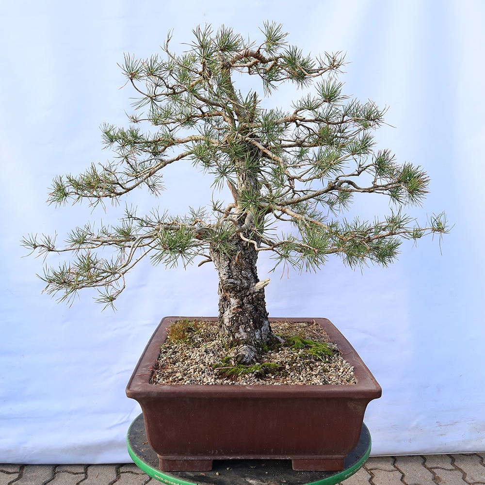 Pinus sylvestris Španielsko – borovica lesná