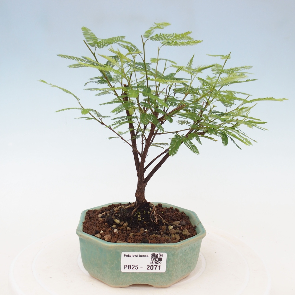 Izbová bonsai-Calliandra surinamensis Dixie Pink-Kaliandra Suriámska
