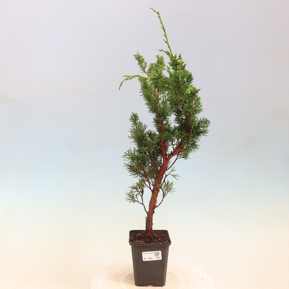 Vonkajší bonsaj - Juniperus chinensis Kishu