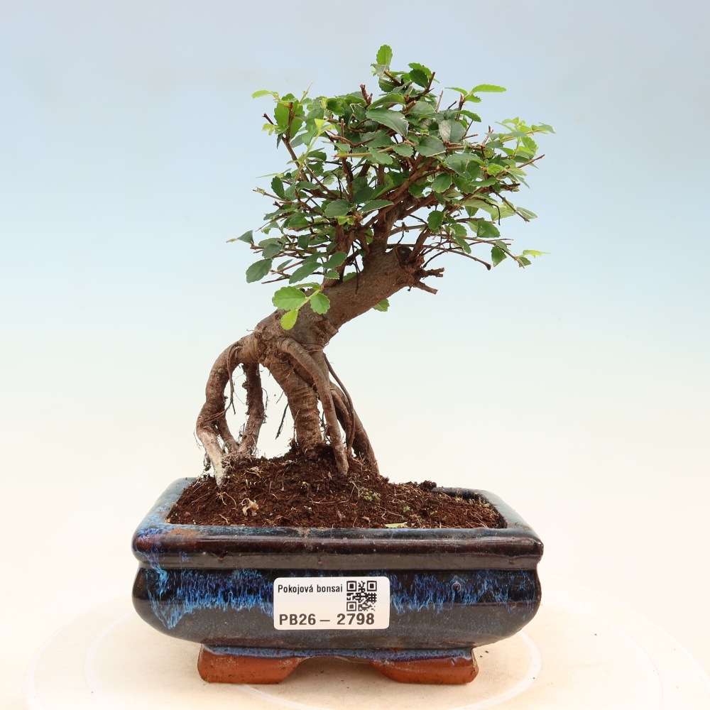 Izbový bonsaj - Ulmus parvifolia - brest malolistý