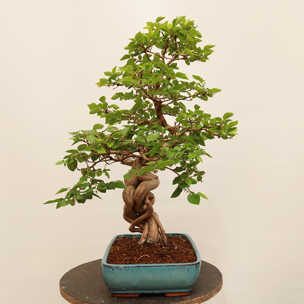 Vonkajší bonsai -Carpinus Coreana - Hrab kórejský