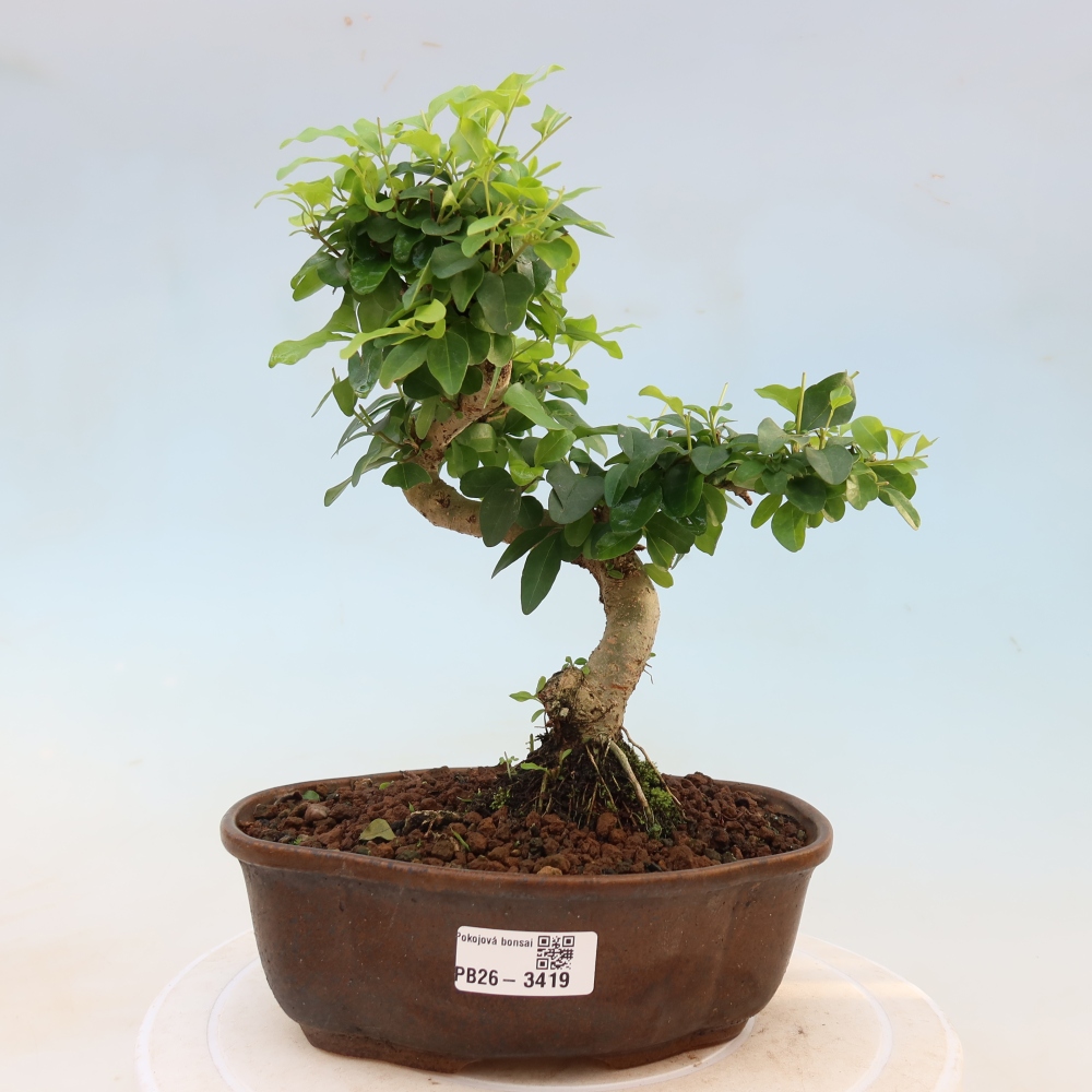 Izbový bonsaj -Ligustrum chinensis - Vtáčí zobák