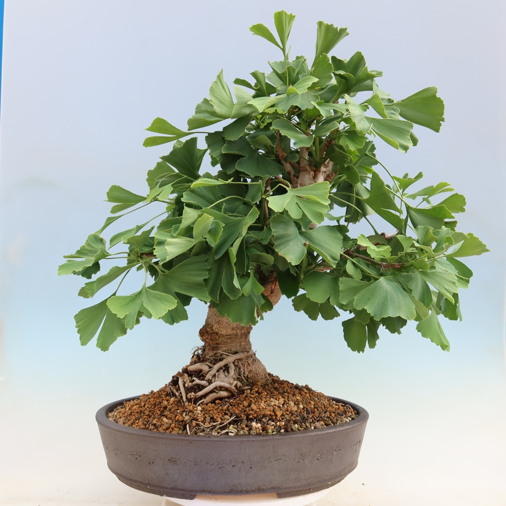 Vonkajšie bonsaje - Ginkgo biloba - Ginkgo biloba