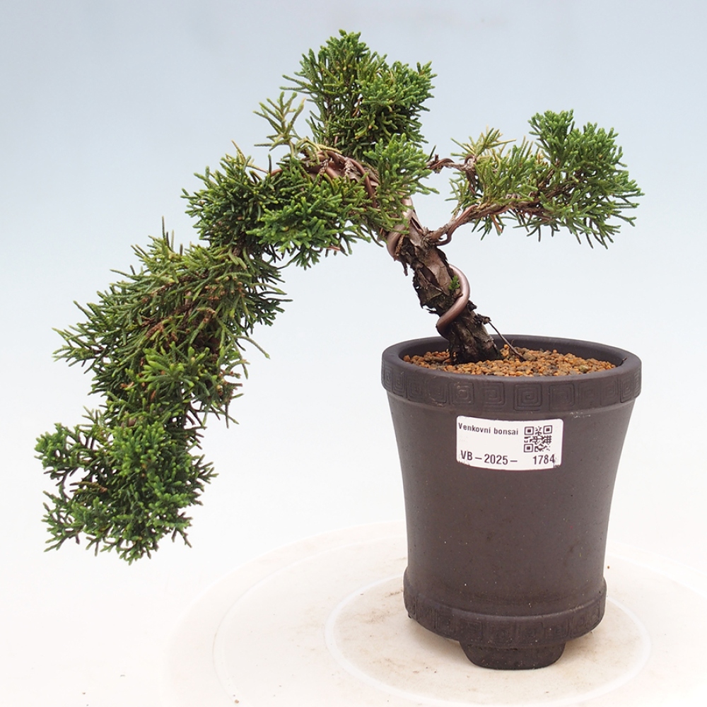 Vonkajší bonsai - Juniperus chinensis Kishu -Jalovec čínsky