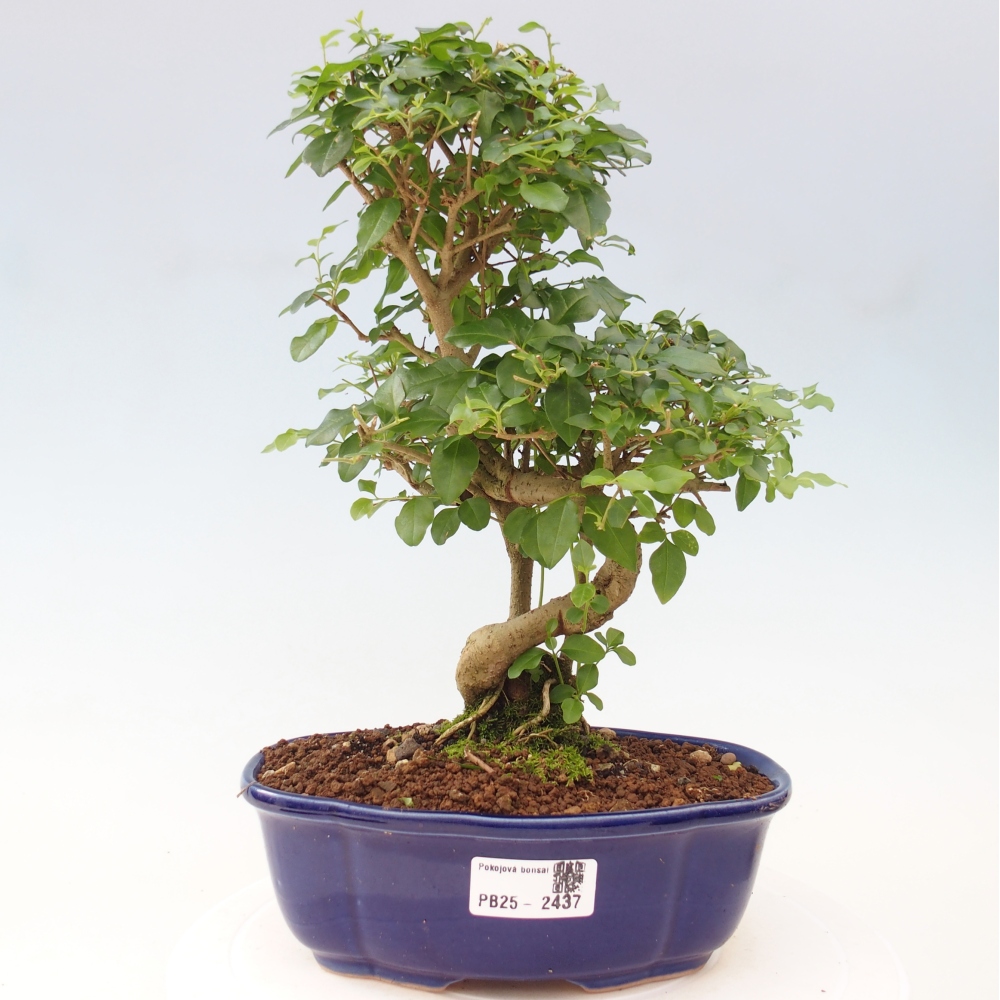 Izbová bonsai -Ligustrum chinensis - Vtáčí zob