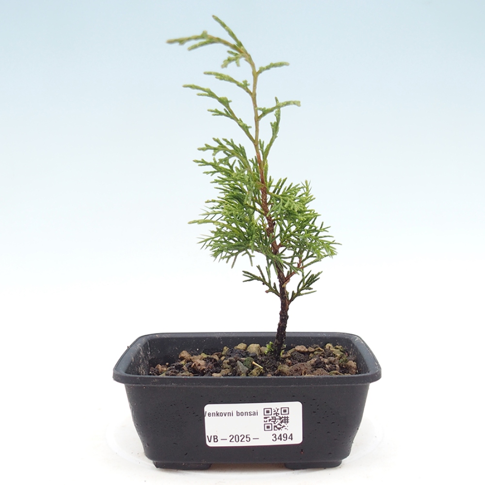 Vonkajší bonsaj - Juniperus chinensis Itoigawa