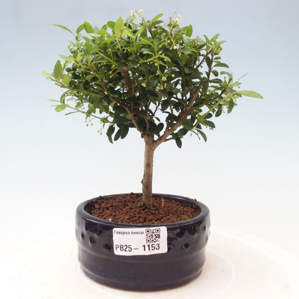 Izbová bonsai - Ilex crenata - Cezmína