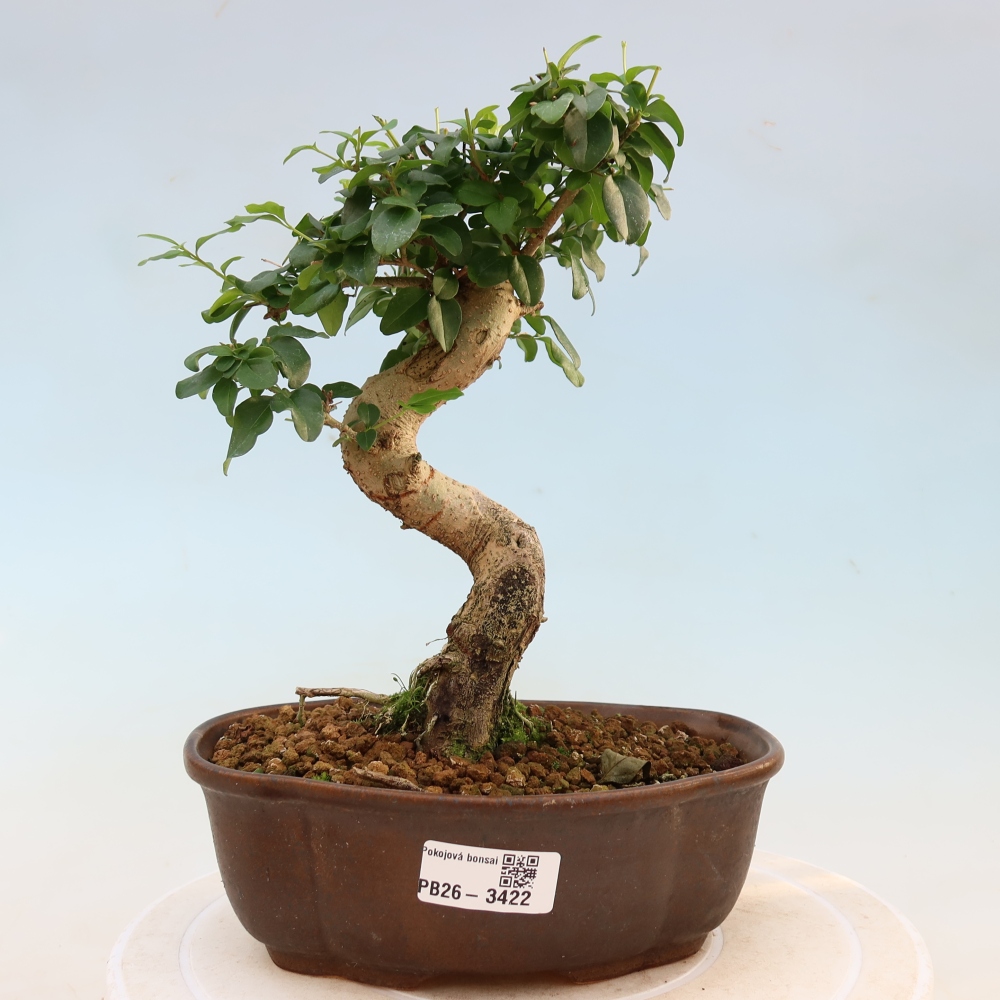 Izbový bonsaj -Ligustrum chinensis - Vtáčí zobák