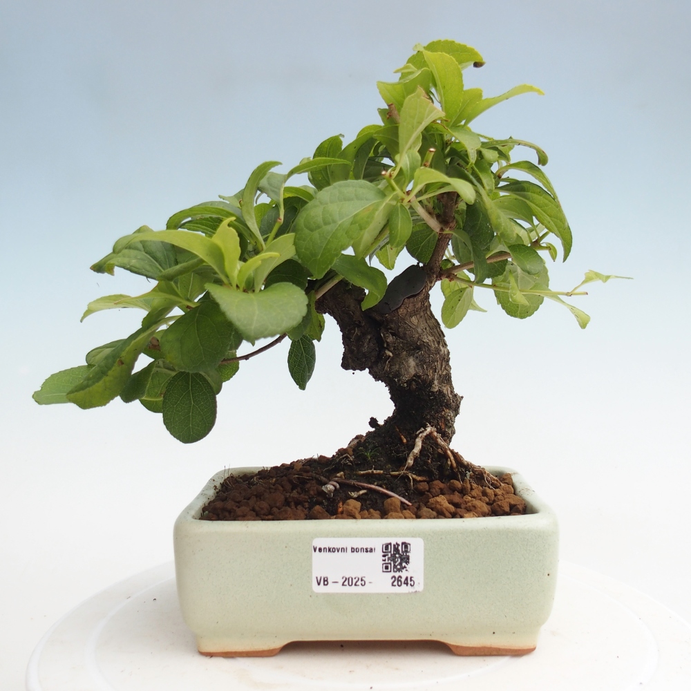 Vonkajšie bonsai - Celastrus Jesenec