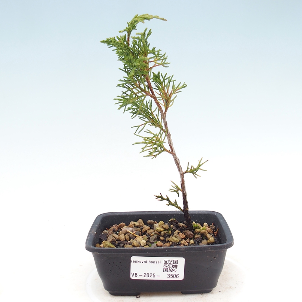 Vonkajší bonsaj - Juniperus chinensis Itoigawa
