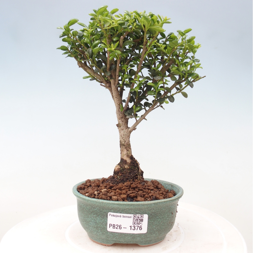 Izbový bonsaj - Ilex crenata - Cesmína