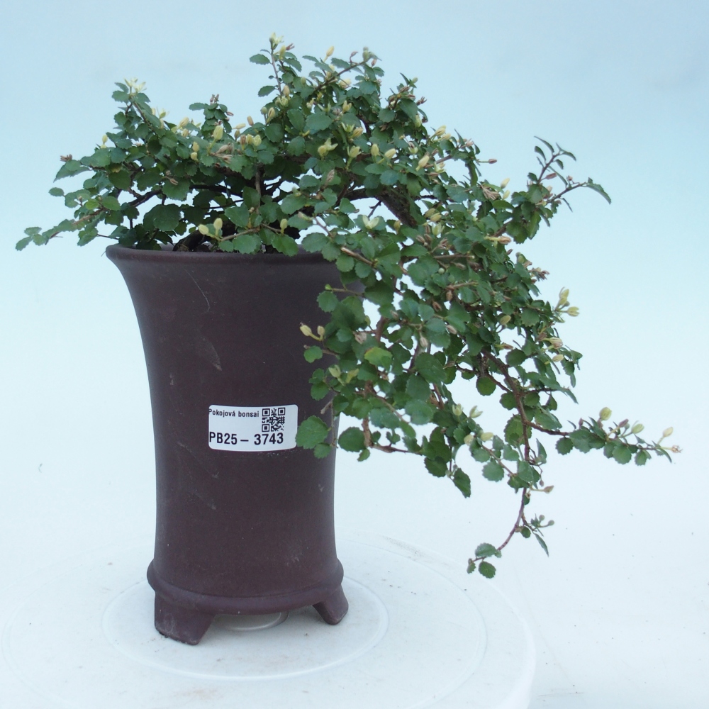 Izbový bonsaj - Grewia sp. - Grewia malafolia