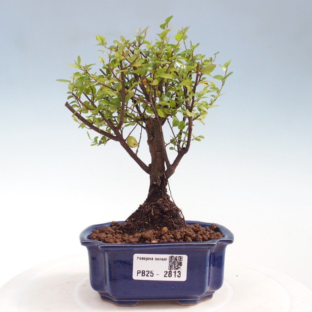 Izbová bonsai - Sagerécie thea - Sagerécie thea
