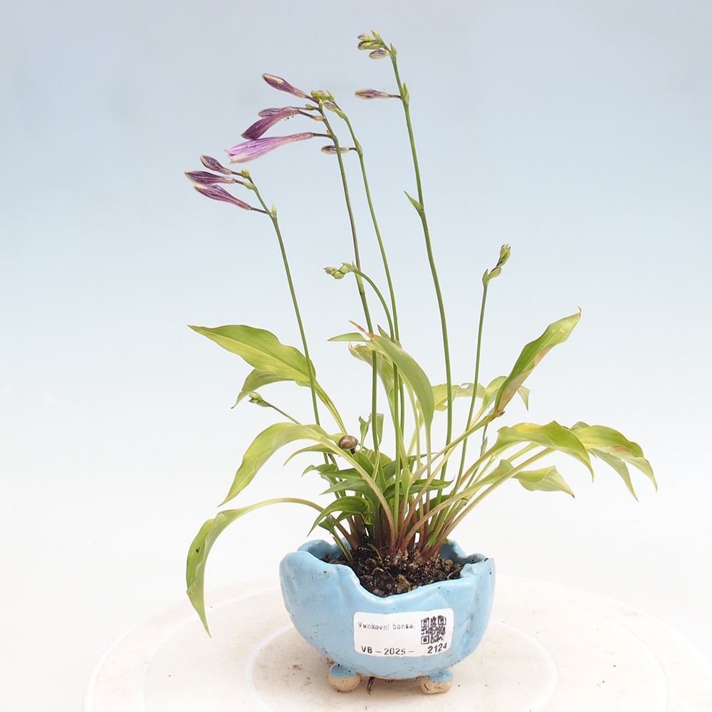 Vonkajšie bonsai - Mini Hosta - Bohyška