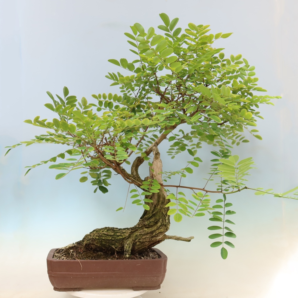 Vonkajší bonsai – trnovník akát – Robinia pseudoacacia