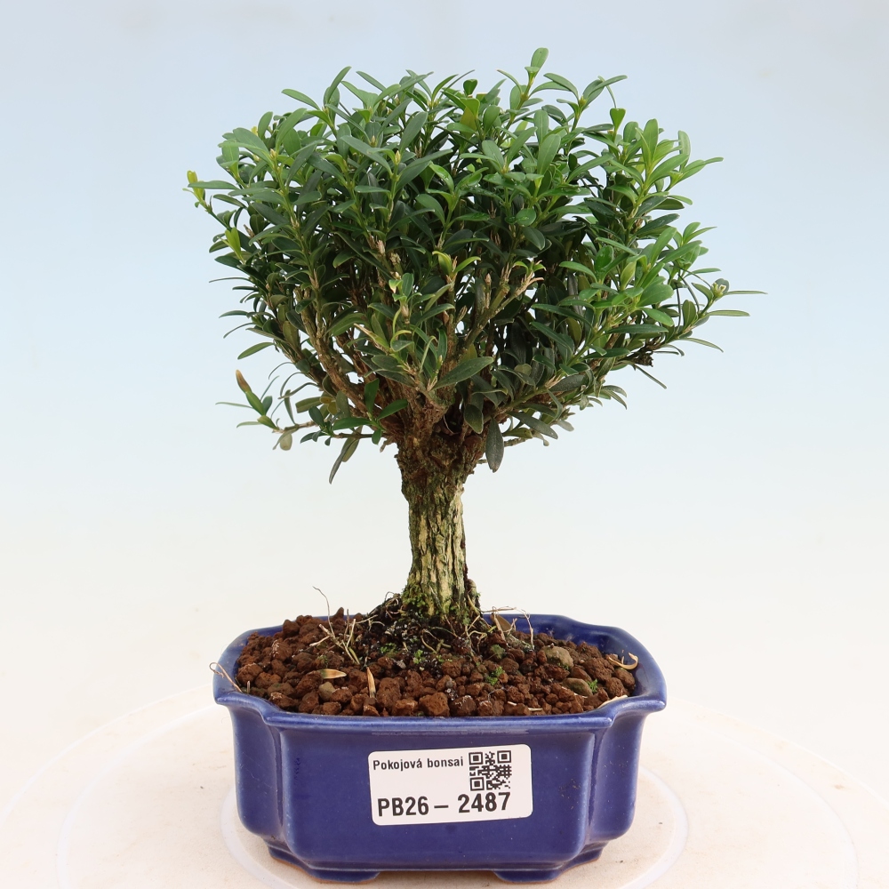 Izbové bonsaje - Buxus harlandii - korkový buxus