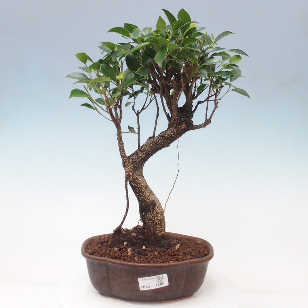 Izbová bonsai - Ficus retusa - malolistá fikus