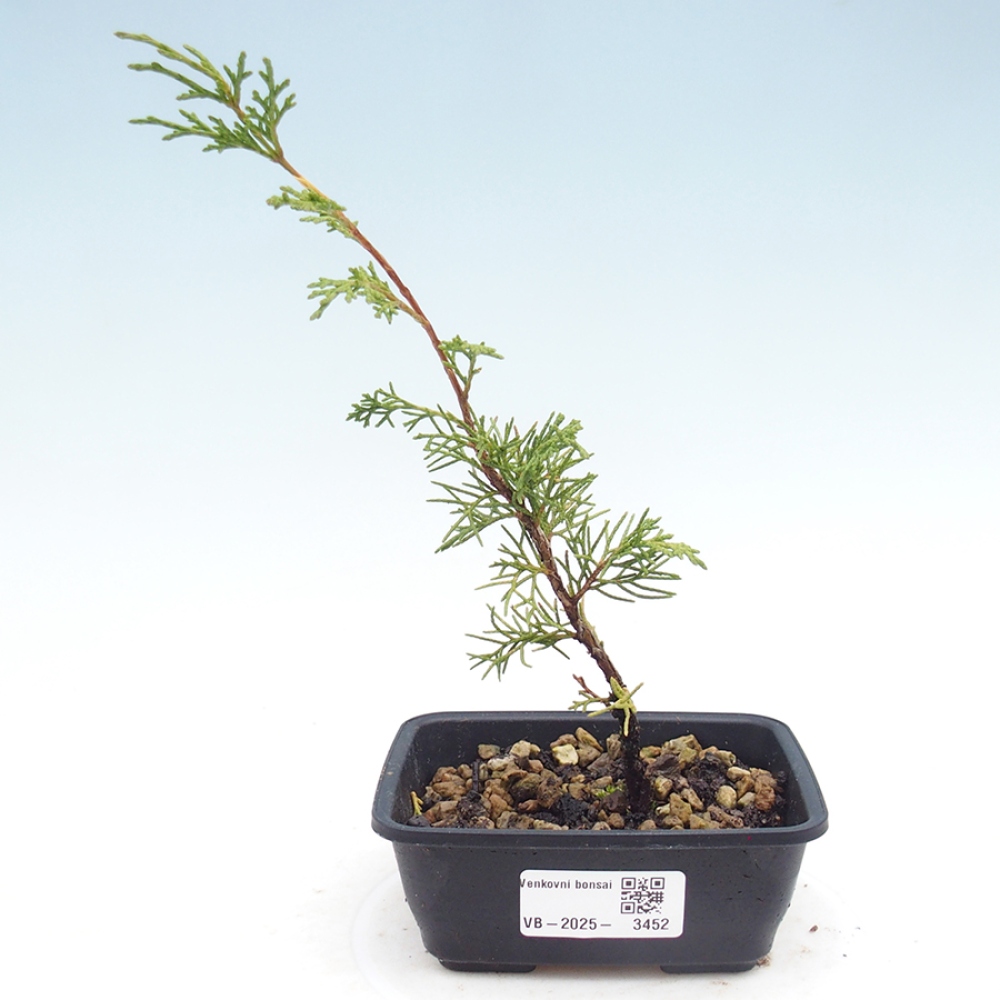 Vonkajší bonsaj - Juniperus chinensis Itoigawa