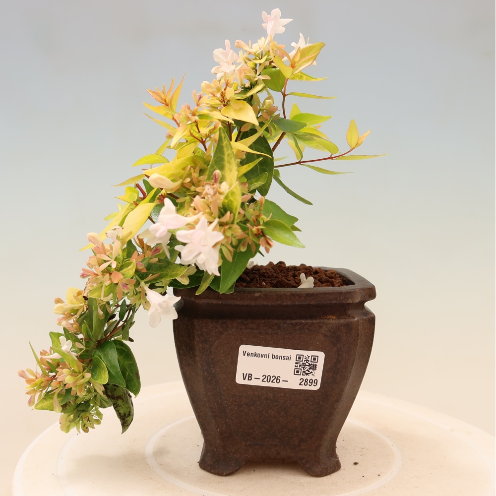 Vonkajší bonsai – Abelia gr. Kleidoscope – Abélie veľkokvetá