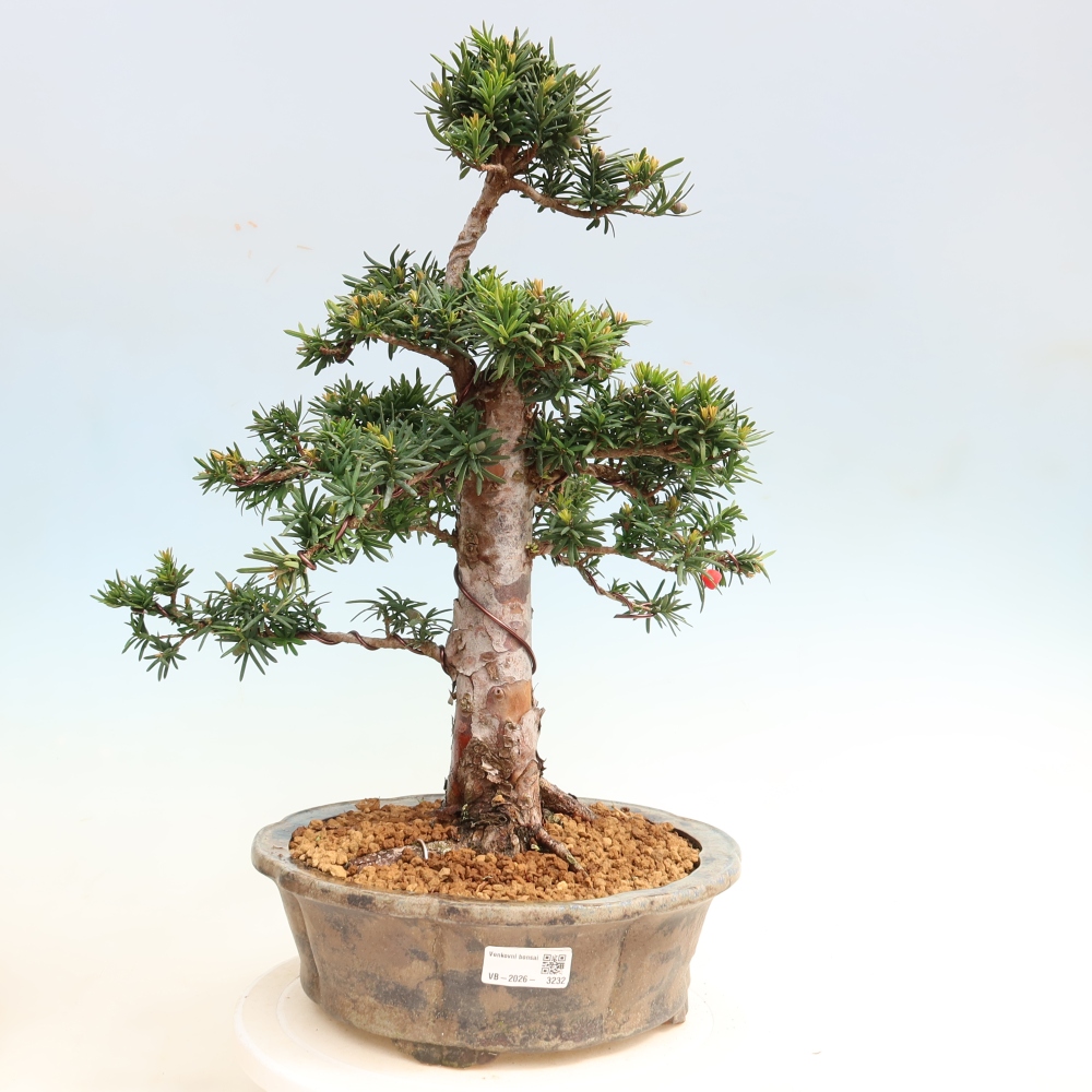Vonkajší bonsai – Taxus cuspidata – japonský tis