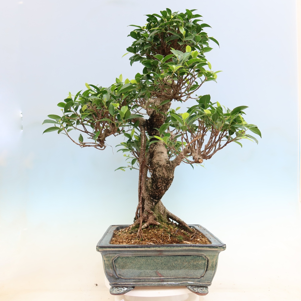 Izbové bonsaje - Ficus kimmen - drobnolistý fikus