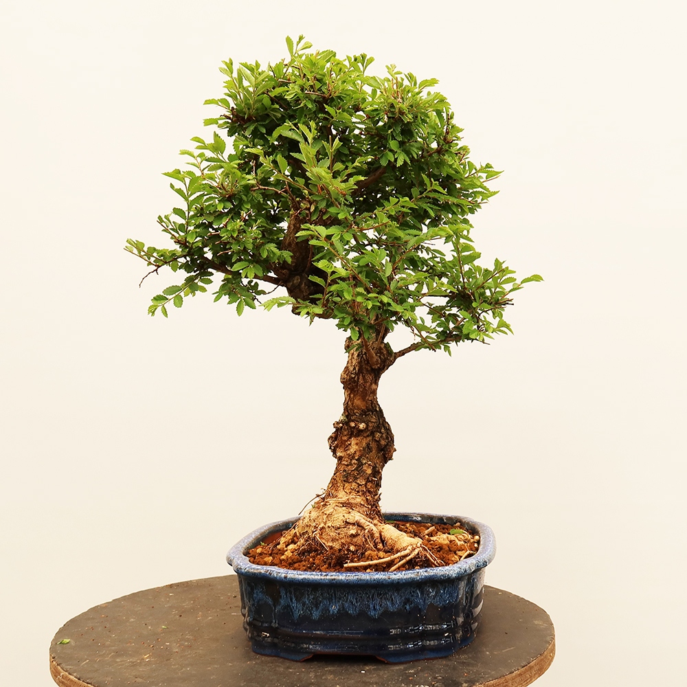 Vonkajšie bonsai - Zelkova - Zelkova NIRE