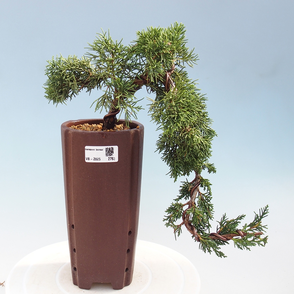 Vonkajší bonsai - Juniperus chinensis Kishu -Jalovec čínsky
