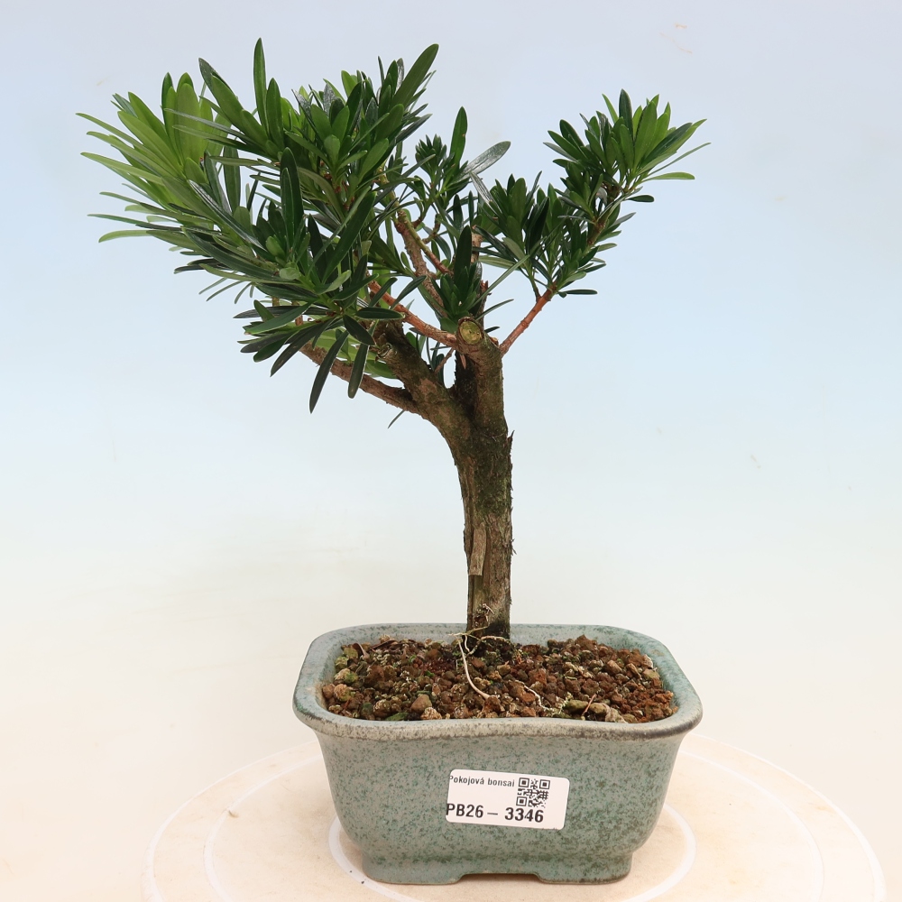 Izbové bonsaje - Podocarpus - Kamenný tis