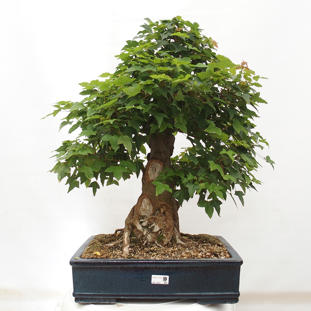 Vonkajšie bonsai - Javor Buergerianum - Javor Burgerův