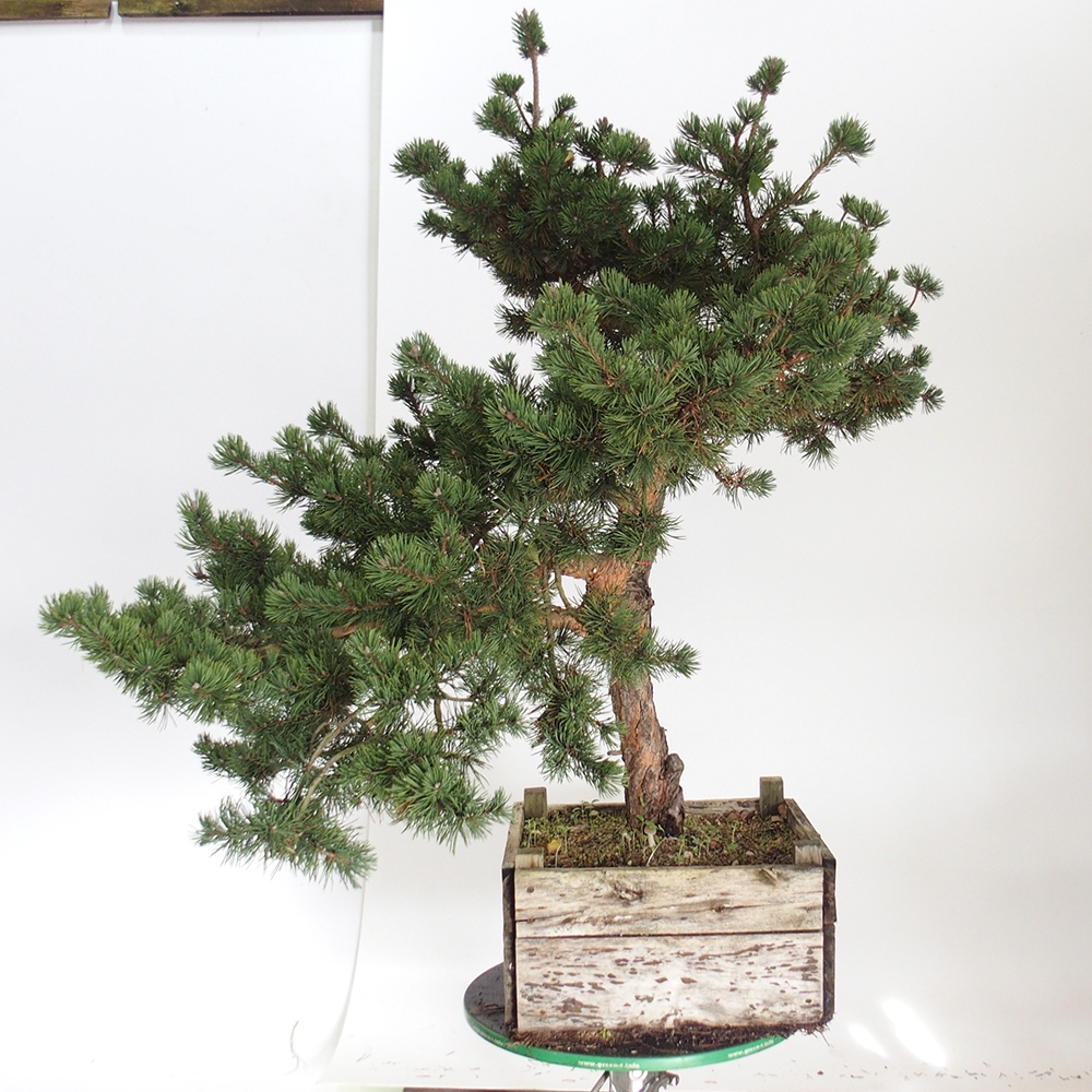 Yamadori - Pinus sylvestris Španielsko
